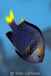 Fish by Vito Lorusso 